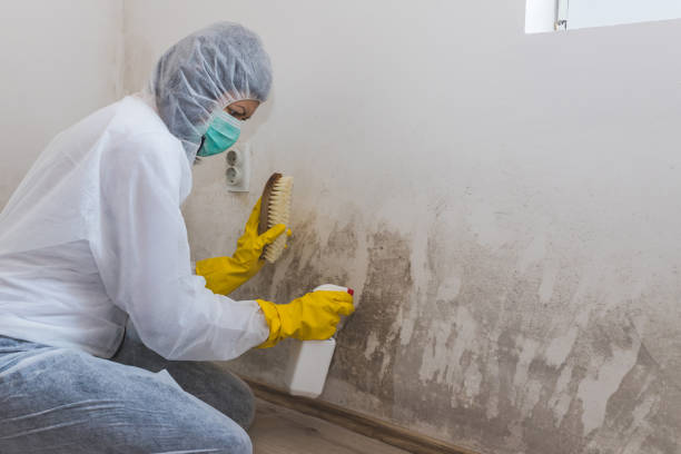 Office Mold Removal Services in Thornton, CO