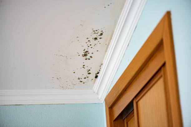 Best Mold Removal Process  in Thornton, CO