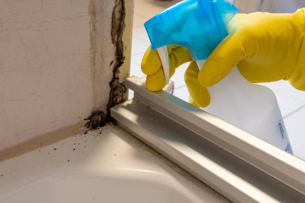 Best Toxic Mold Removal  in Thornton, CO