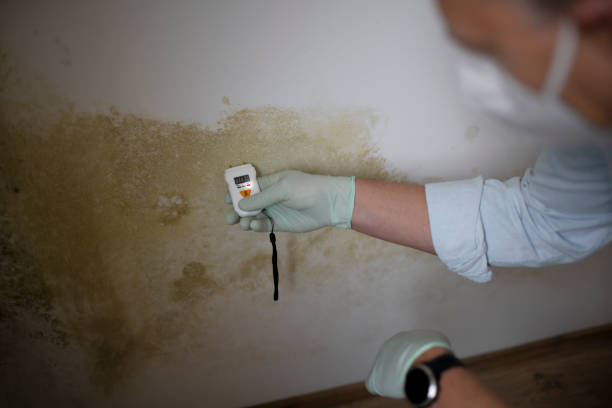 Thornton, CO Mold Removal Company