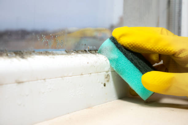 Best Attic Mold Removal  in Thornton, CO