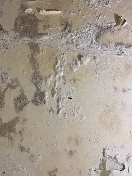Best Certified Mold Removal  in Thornton, CO