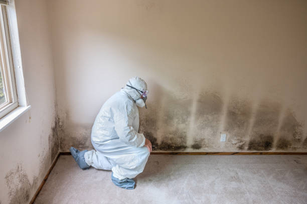 Best Black Mold Removal  in Thornton, CO
