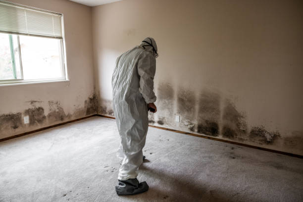 Best Commercial Mold Removal  in Thornton, CO