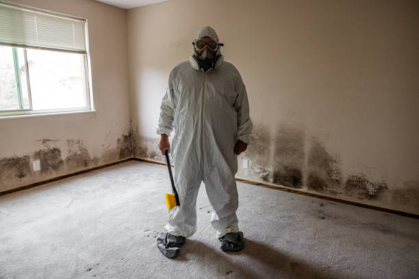Mold Removal Process in Thornton, CO