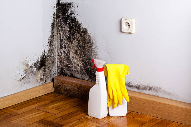 Best Mold Removal Process  in Thornton, CO