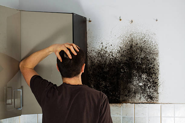 Best Mold Remediation  in Thornton, CO