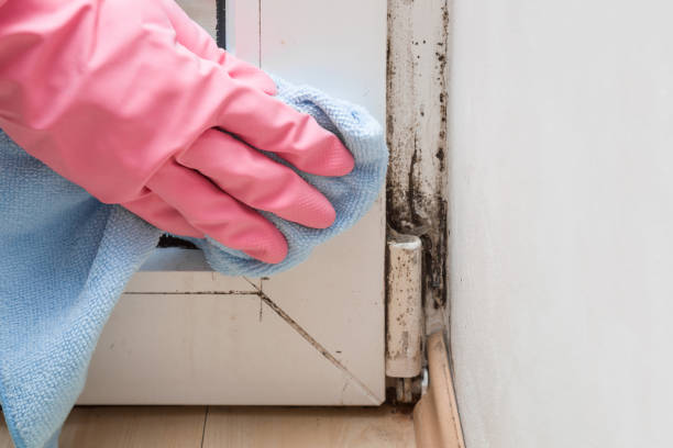 Best Home Mold Removal  in Thornton, CO