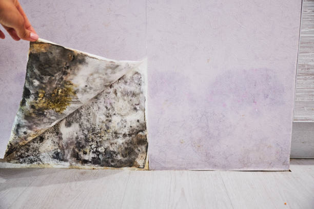 Best Same-Day Mold Removal  in Thornton, CO